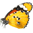 https://guardykan.com/wp-content/uploads/2019/08/butterfly.png