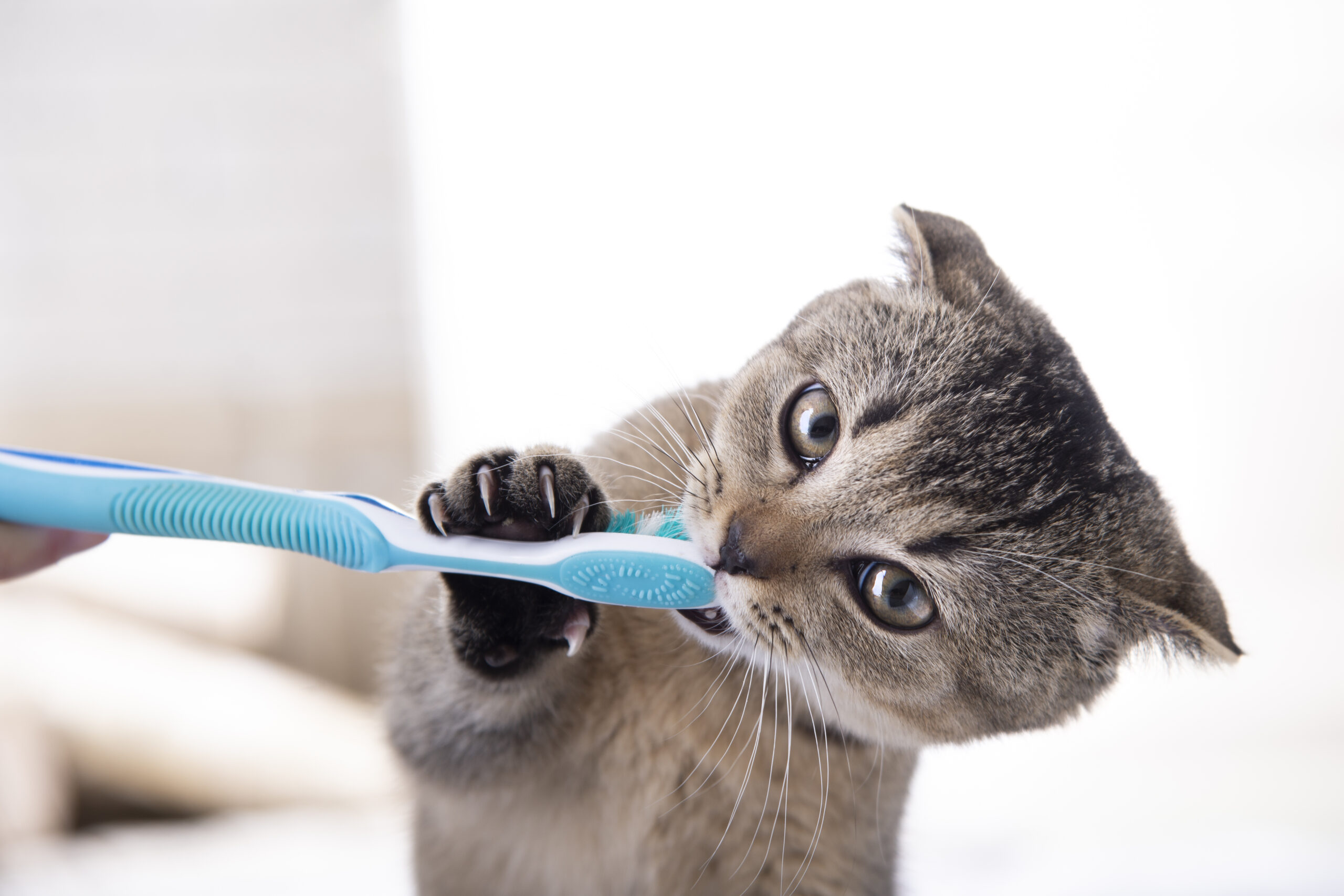 British kitten and a toothbrush. The cat is brushing his teeth.