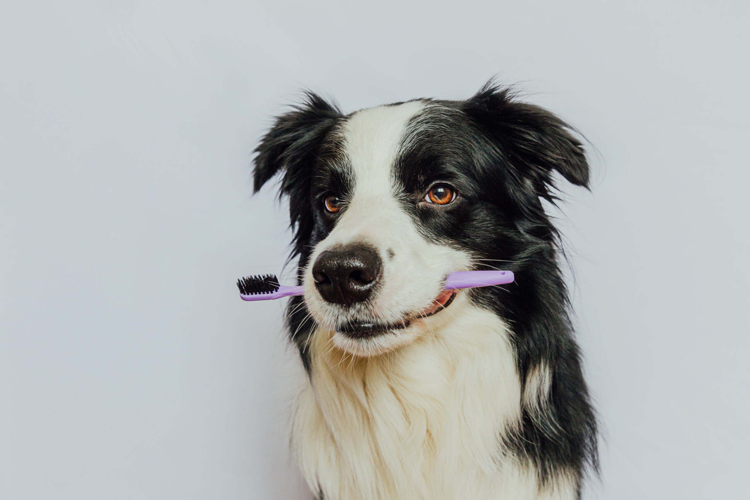 Cute smart funny puppy dog border collie holding toothbrush in mouth isolated on white background. Oral hygiene of pets. Veterinary medicine, dog teeth health care banner