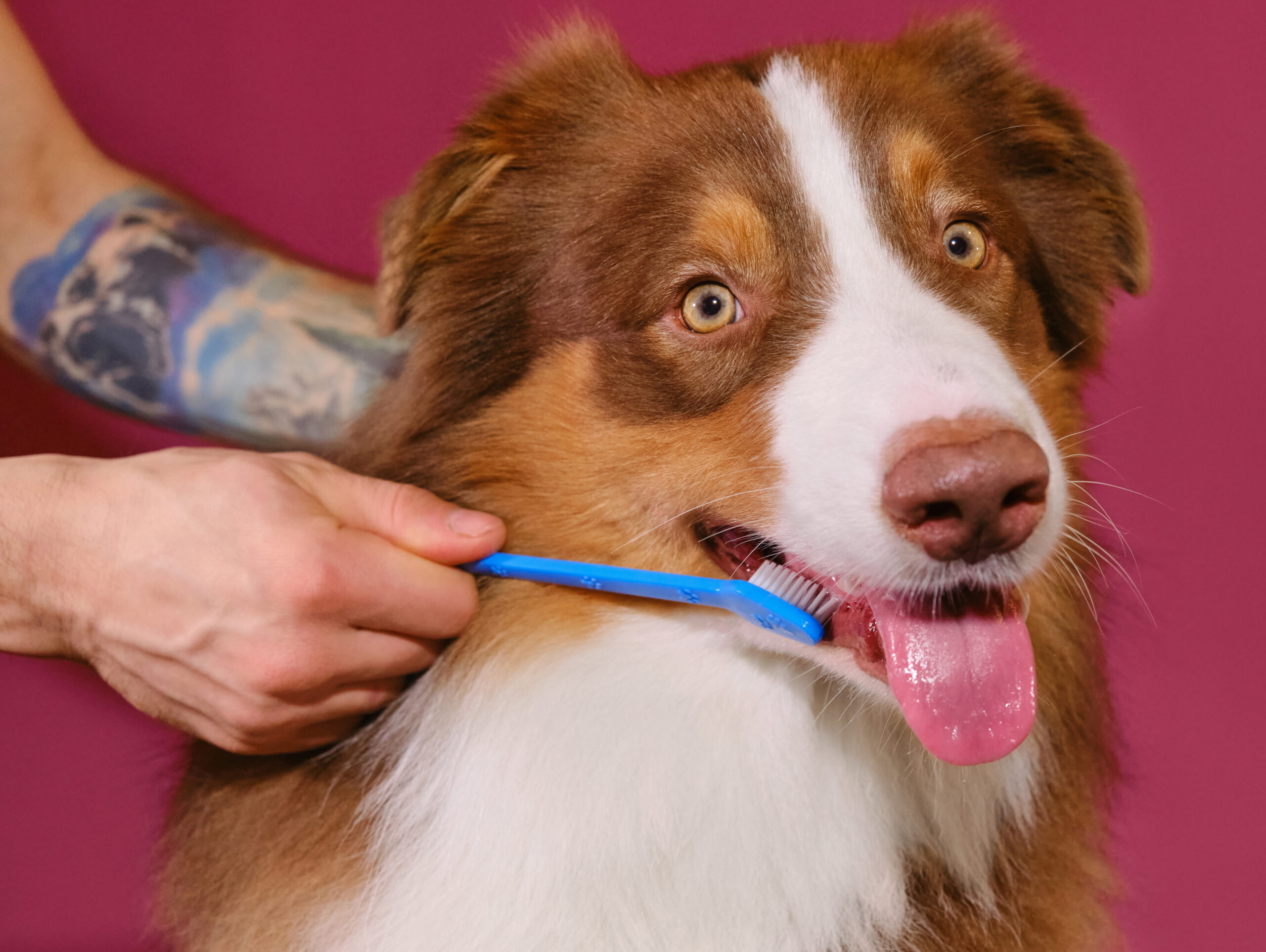 Concept of pet care. Advertising of grooming salon or veterinary clinic. Owner's hands hold muzzle of Australian Shepherd and brush dog's teeth with special brush and paste. Pink background.