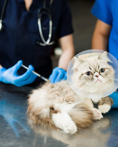 Close up of a sick persian cat lying at the examination table while a woman and man vet put on a vaccine or medicine with a syringe at the vet clinic