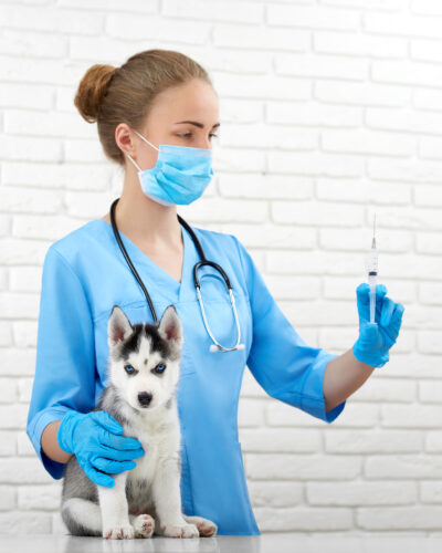 Shot of a professional vet holding a syringe preparing to make in injection to a little Siberian husky puppy profession healthcare medicine pets animals vaccination concept.