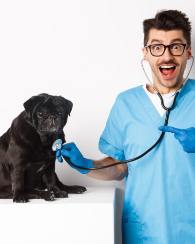 Handsome veterinarian at vet clinic examining cute black pug dog, pointing finger at pet during check-up with stethoscope, white background.