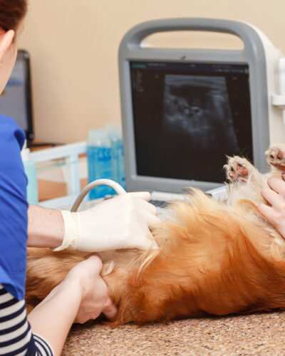 veterinarian doctor in operation room for laparoscopic surgical