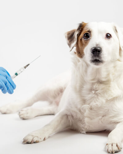 A white dog and a gloved hand with a syringe on a light background. The concept of treatment, vaccination.