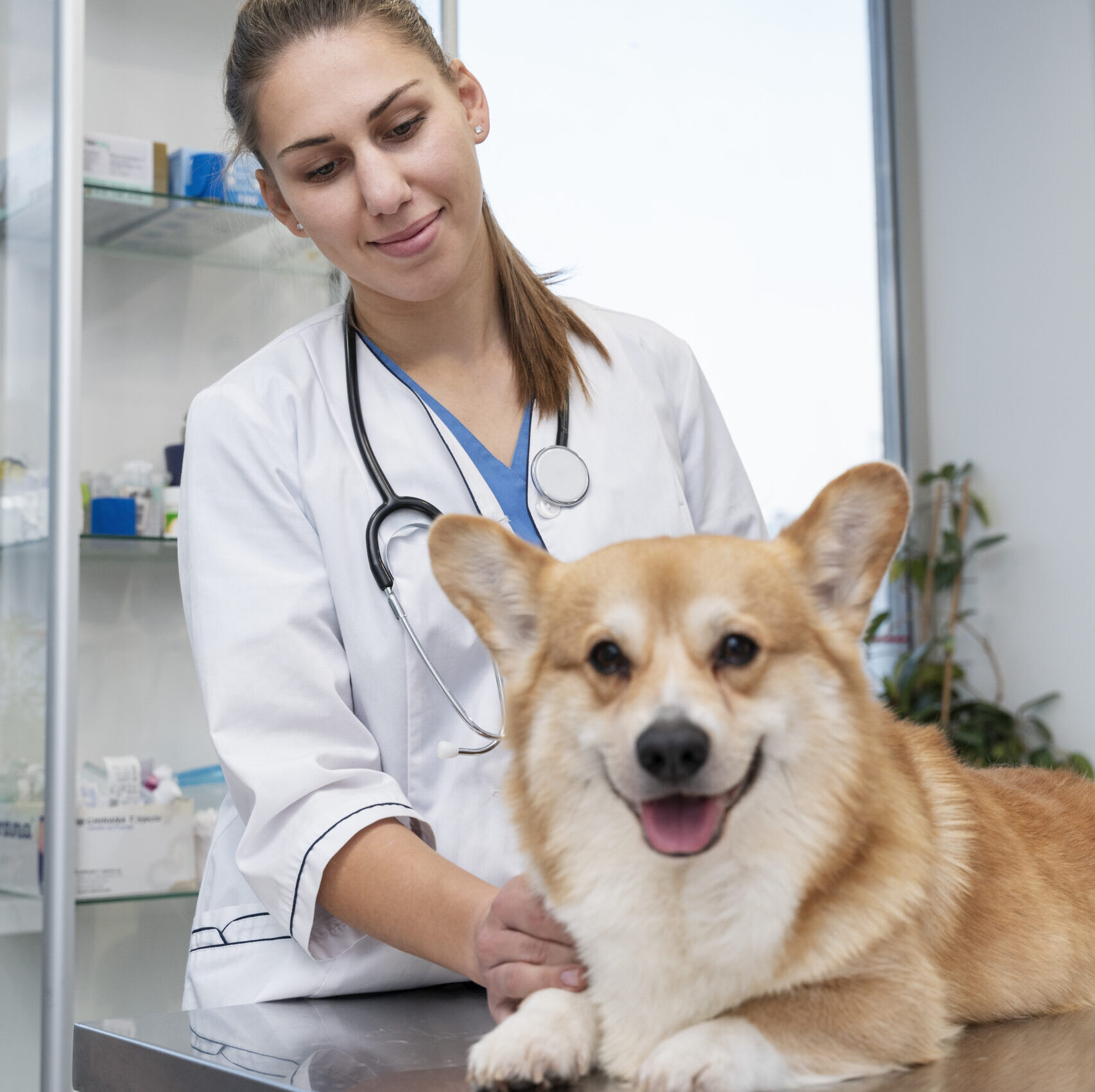 veterinario-cuidando-perro-mascota