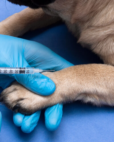 veterinarian in medical gloves giving an injection with a syringe to a pug dog, close up, vaccination of pets