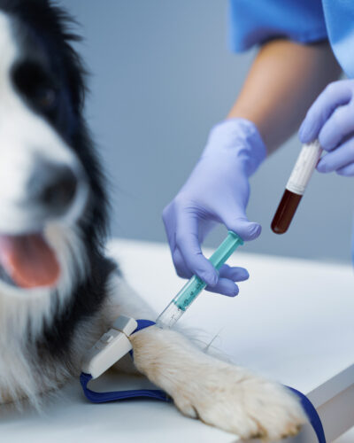 Picture of female vet examining a dog in clinic